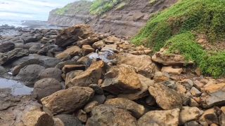 SparksGoWild - Blowjob on the Point Montañita Ecuador [1080p] - Teen-1