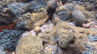 SparksGoWild - Blowjob on the Point Montañita Ecuador [1080p] - Teen-8