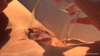  wasp  Queensect – WASP EXPERIMENT 2017 September 15  wasp -5