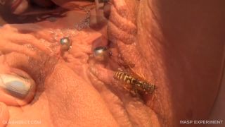  wasp  Queensect – WASP EXPERIMENT 2017 September 15  wasp -7