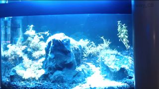 Online Tube Shemale Webcams Video for October 16, 2019 - shemales-2