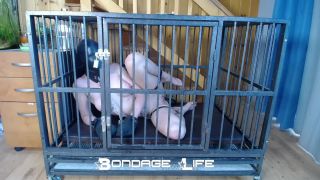 adult xxx clip 21 Bondage Life – Cage Time With Clamps Rachel Greyhound | fetish | bdsm porn bdsm femdom slave-7