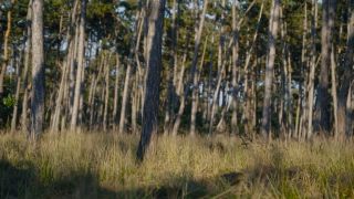 [FrolicMe] Nikky Dream Wild Bush [07.11.25] [1080p]-9