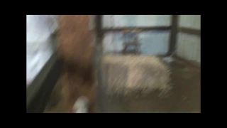 TightnBound comDani Punished in the Barn 4 K-8