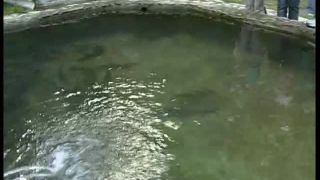 Galitsin News 068   Wild Fish  (mp4)-1