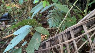Video Mabilisang Kantutan With Girlfriend Nature Lover PH 1080p FullHD-2