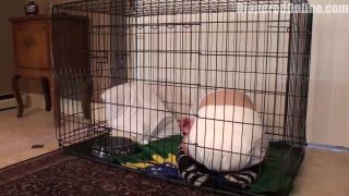 Diaperedonline2Mandie Mandie Caged  Humiliated-6