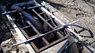 7133 Greyhound Gets The Box-9