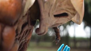 [SuperMisses.com] SPSE-66 Ayakashi Towaden Kougaigar Part 2-002-6