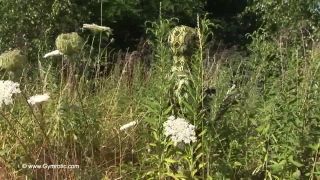 Strange flexible being in nature-1