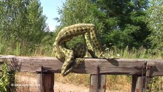 Strange flexible being in nature-3