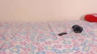 Online Tube Shemale Webcams Video for January 05, 2019 - shemales-6