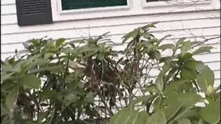 [SiteRip] BodySheen ElanaDance01A-9