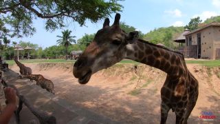 free porn clip 23 Thaiswinger  - PornoTravel Monthly Ep. 56 4K new 2022 - fetish - femdom porn femdom love-2