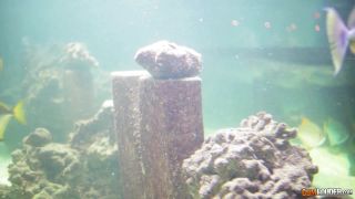 Video Alexa Tomas : Level 1 1080p FullHD-5