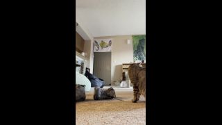 adult clip 16 LusciousxLuci – cats n shoes on masturbation porn female muscle fetish-3