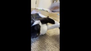 adult clip 16 LusciousxLuci – cats n shoes on masturbation porn female muscle fetish-9