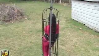 House of Gord19 07 26 Moxxie Maddron - Spinning Truck Cage (Scene)-5