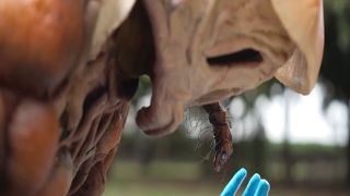 [WarAnLov.com] SPSE-66 Ayakashi Towaden Kougaigar Part 2-002-6