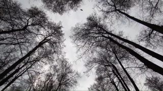 ebony amateur amateur porn | Walking around City Park with Stepsister and Making Public Sex in Forest [FullHD 1080p] | home amateur video-2