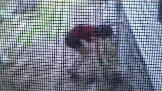 Dirt Heels Sprained Ankle Sex Clip Video Porn Download Mp4-1