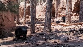 asianastarr 2024-05-15 Day Trip to Bearizona for Martin s Birthday VLOG April 2024   zfzmd8-7