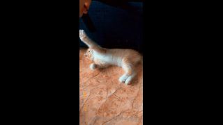 adult video clip 2 duke hardcore xxx hardcore porn | Mira - heyhorny / Onlyfans Heyhorny - cat therapy 22-09-2020 - Fetish | hardcore-5