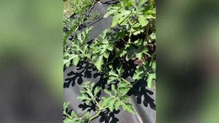 online xxx video 33 homemade granny hardcore fuck amateur porn | Lelu Love – VLOG – LOTS Of Creampie Oily Fingering JOI Cock Rating And More – 9 Jun 2020 | fetish-1