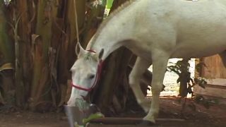 Brazilian Gay Hottie Fucking at Farm Gay-0