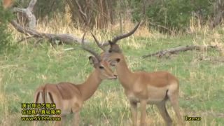 free xxx video 29 bloody femdom fetish porn | Uehara Ai - Wild Kingdom 2. African Aboriginals [1.63 GB] | solowork-0
