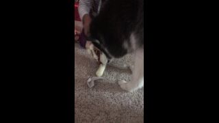 Priyaanjalirai - my doggy opening her present 27-12-2019-7