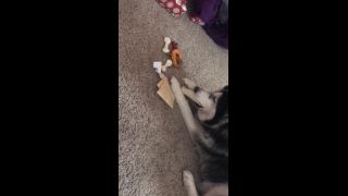 Priyaanjalirai - my doggy opening her present 27-12-2019-8