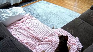   Voyeur  Voyeur  Reallifecam - Leora Get Horny And Put Plug In Her Ass Rub Hard Play With Pussy On The Sofa 24.12.2024 618P - Plug-2
