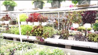 xxx clip 39  TianaLive in hollyhotwife – Flashing With Flowers, milf on milf porn-6