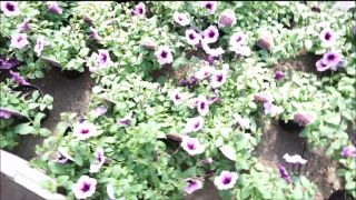 free adult clip 43  TianaLive in hollyhotwife – Flashing With Flowers, milf on milf porn-3