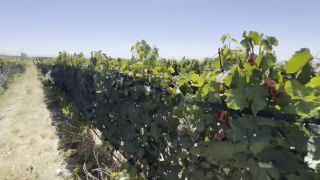 [K2S.CLUB] Lana Myers - Stepsis Got Too Horny in Public Vineyard – We Got Caught but She Kept Riding - Lana Myers - FullHD 1080P-0