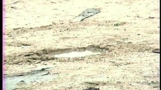 Desert Wind Video Sex Download Porn-5