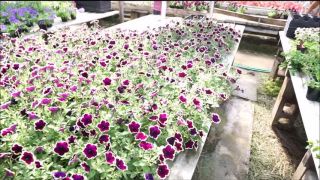 online porn clip 10 TianaLive in hollyhotwife – Flashing With Flowers,  on milf porn -2