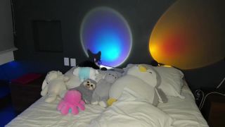 Shemale Webcams Video for July 19, 2021 – 03 - Webcams-7