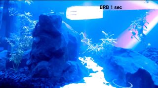 Online Tube Shemale Webcams Video for September 15, 2019 - shemales-8