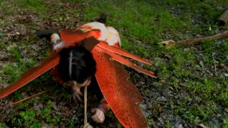 Just a Little Anal Bug in the Grass - BDSM-4