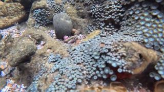 SparksGoWild - Blowjob on the Point Montañita Ecuador-8