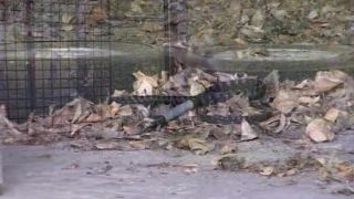 Master Costello - Traum-Exzesse Video Sex Download Porn-5