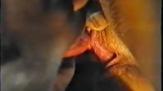 7148 hurlements de plaisir hard love le pornoadolescenti-2