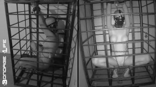 xxx video 6 Bondage Life – More Storage Time For Greyhound, furry male bdsm on bdsm porn -6