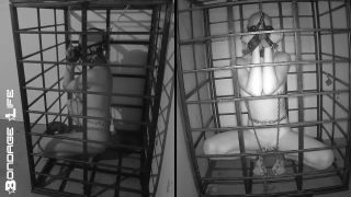 xxx video 6 Bondage Life – More Storage Time For Greyhound, furry male bdsm on bdsm porn -7