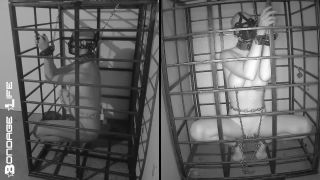 xxx video 6 Bondage Life – More Storage Time For Greyhound, furry male bdsm on bdsm porn -8