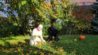 7126 Honeyhair - Kitties In The Garden-3