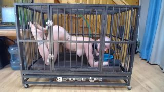 xxx video 9 Bondage Life – Cage Time With Greyhound | rachel greyhound | fetish porn porn pov bdsm-2