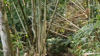 video 9 indian femdom fetish porn | Sex In The Jungle - Cail Brodnevski - [PornHub] (FullHD 1080p) | videos-2